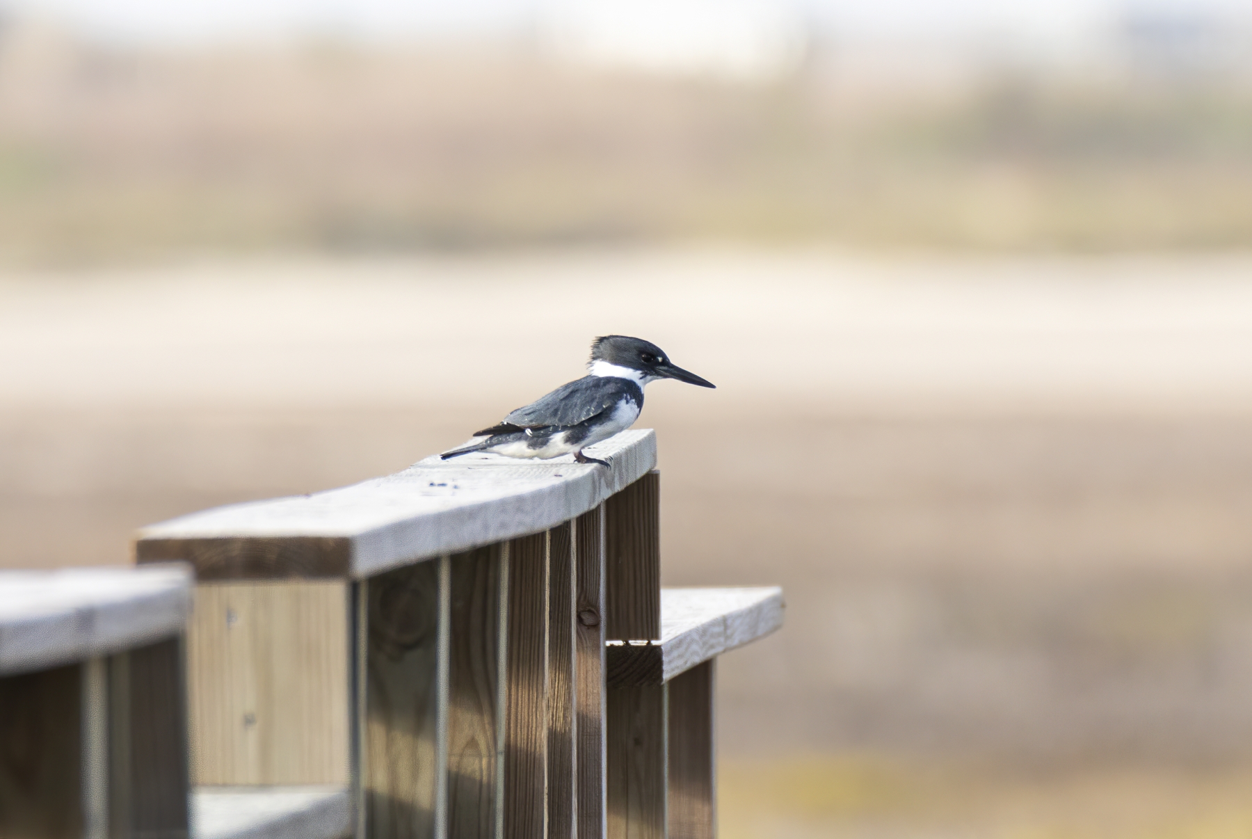 Kingfisher Port Aransas Dec 2023